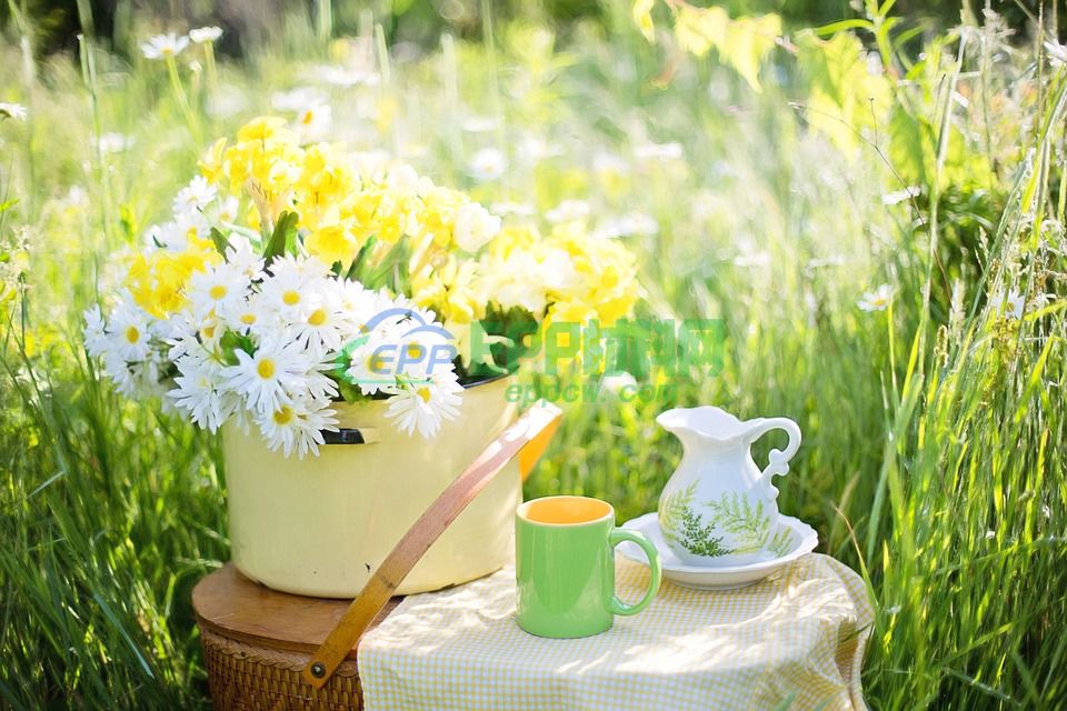 daisies-1466860_960_720.jpg